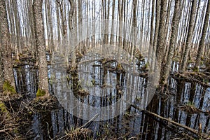 country forest river in early spring with no vegetation on the shores