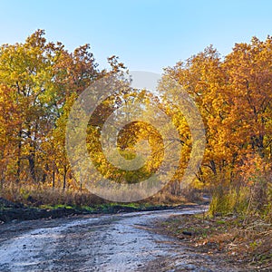 Country forest road in front of a beautiful lush autumn forest with bright yellow and orange leaves