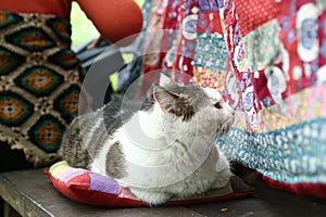 country funny cat outdoor closeup photo relaxing on patchwork pillow