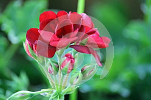 Country Garden Flowers