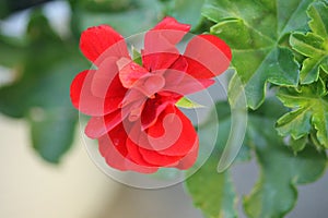 Country Garden Flowers