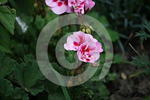 Country Garden Flowers