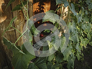 Country garden house window and cucumbers photo