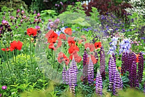 Country garden with poppies and lupinus