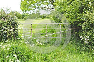 Country gate in a lush green field