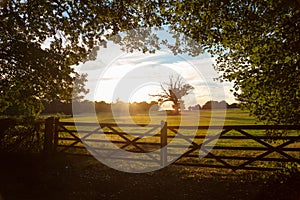 Country Gate and Trees in English Countryside at Sunset or Sunrise
