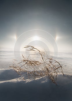 Country grass holding on during a blizzard in Minnesota