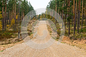 Country gravel road in the forest