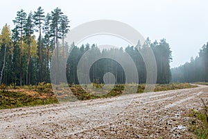 Country gravel road in the forest