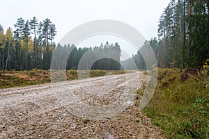 Country gravel road in the forest