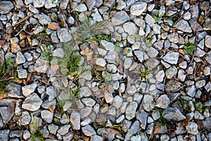 Country gravel road texture with grass, wood needles, cones, fallen leaves