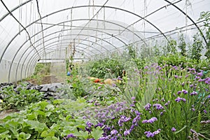 Country greenhouse