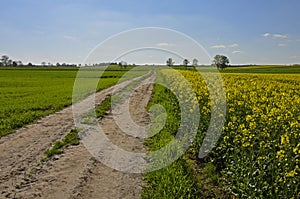 A country ground road by the fields of canola