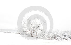 Country hedgerow trees shrouded in snow and snowfog