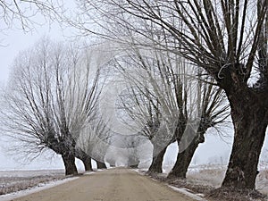 Country highroad and old tree in frost , Lithuania