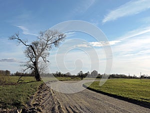 Country highroad and old tree , Lithuania photo