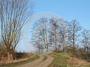 Country highroad and old trees , Lithuania