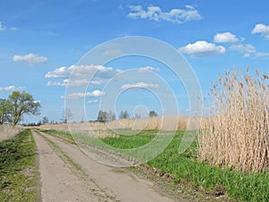 Country highroad and reed , Lithuania photo