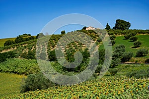 Country landscape in Abruzzo between Penne and Teramo at summer photo