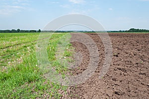 Country landscape, arable land, green meadow