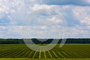 Country landscape with blackcurrant cultivation