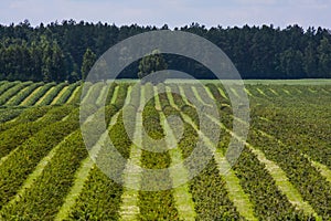 Country landscape with blackcurrant cultivation