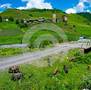 Country landscape in Davberi