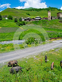 Country landscape in Davberi