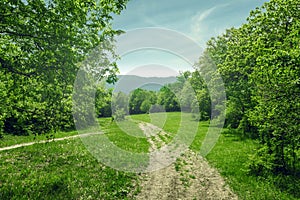 Country landscape, dirt road in the forest glade, sunny summer day