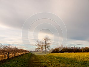 Country landscape empty open space tree line sky