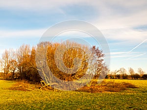 Country landscape empty open space tree line sky