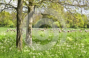 Country landscape with flock of sheep in spring