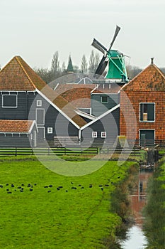 Country landscape with grazing coot bird flock at traditional Dutch windmill and farm house background