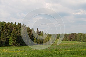 Country landscape, green meadow, coniferous forest