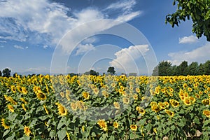 Country landscape near Castell`Arquato photo