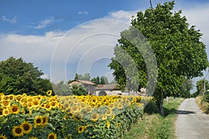 Country landscape near Castell`Arquato photo