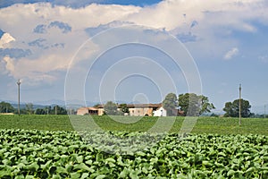 Country landscape near Castell`Arquato photo
