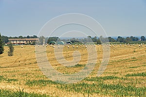Country landscape near Fiorenzuola, Piacenza, at summer
