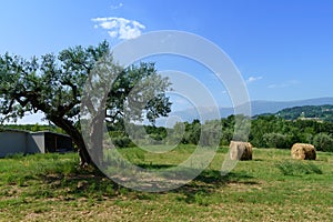 Country landscape near Orsogna and Bucchianico, Abruzzo, Italy photo