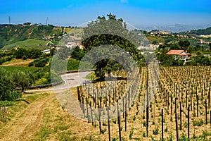 Country landscape near Orsogna and Bucchianico, Abruzzo, Italy photo