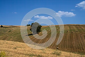 Country landscape near Tricarico and San Chirico, Basilicata, Italy