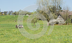 Country landscape in springtime