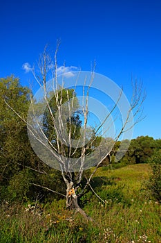 Country landscape in summer