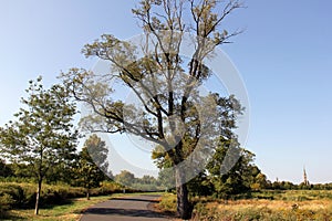 Country landscape with trees-lined local road at Mount Loretto, Staten Island, NY, USA