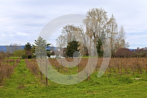 Country landscape and vine, Oregon.