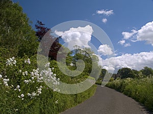 Country Lane