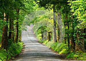 Country Lane