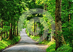 Country Lane