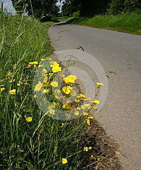 Country lane