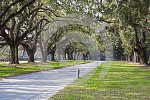 Country lane with ancient oak trees draped in spanish moss